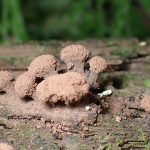 茶色のマメホコリの仲間の高画質写真です。横浜市で、2024年7月10日に撮影したものです。