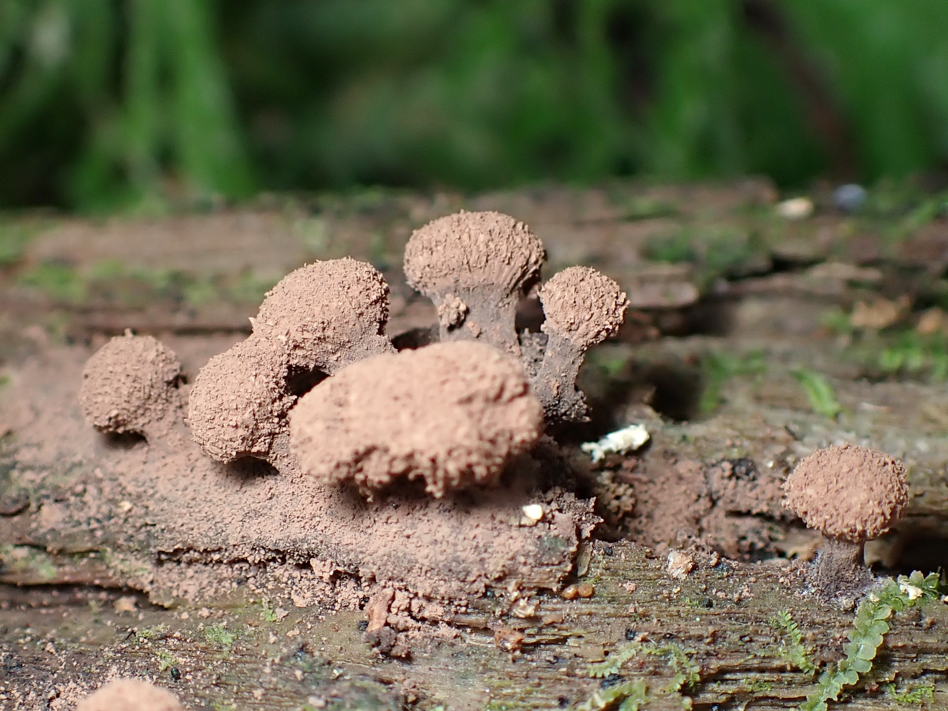 茶色のマメホコリの仲間の高画質写真です。横浜市で、2024年7月10日に撮影したものです。