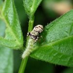 小さいクモ の高画質写真です。横浜市で、2024年7月15日に撮影したものです。