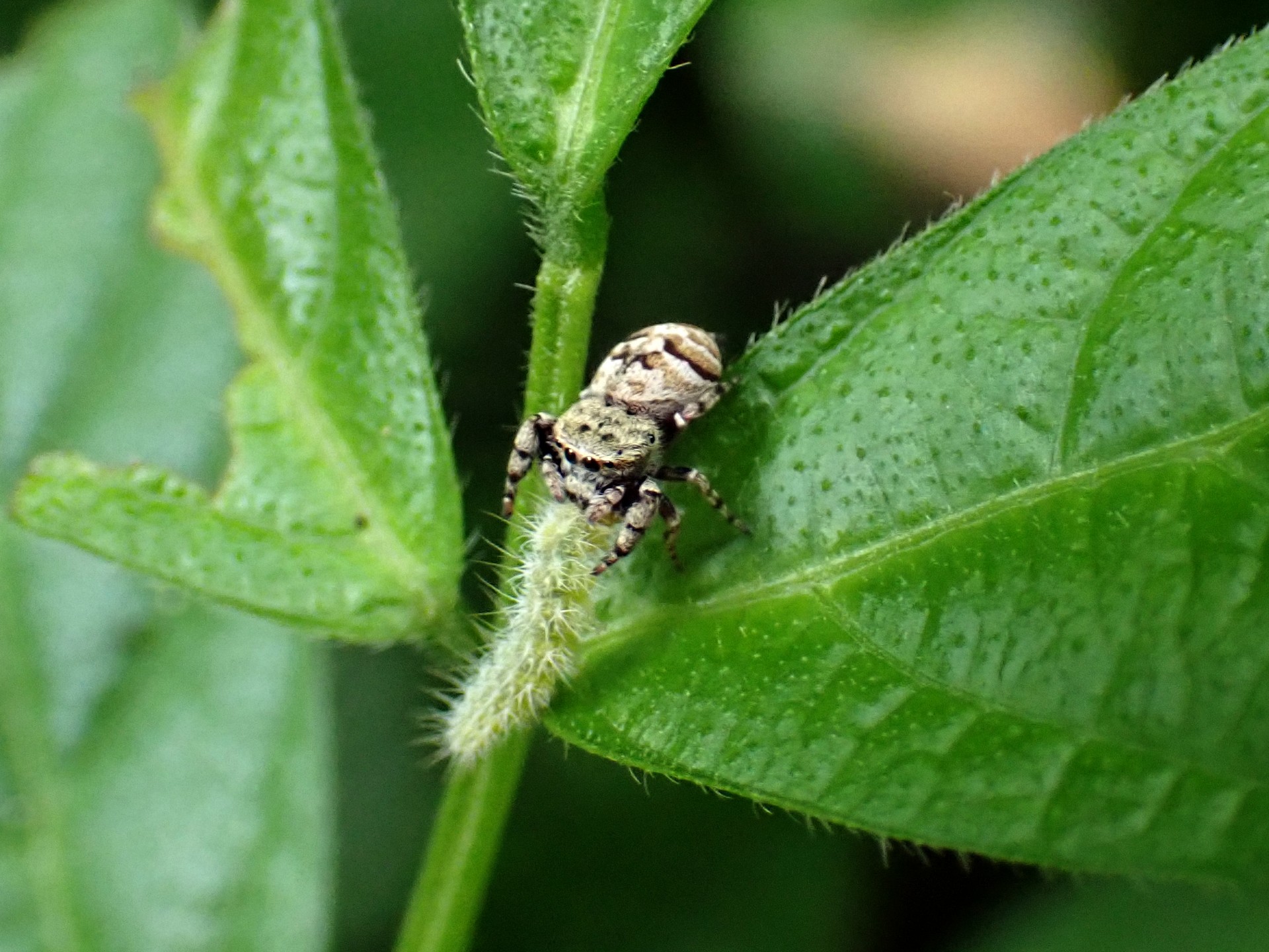 小さいクモ の高画質写真です。横浜市で、2024年7月15日に撮影したものです。
