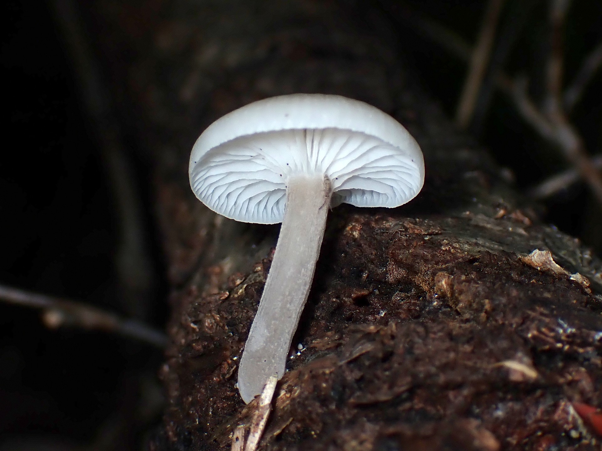 中央が凹の白いきのこ の高画質写真です。横浜市で、2024年7月18日に撮影したものです。