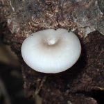 中央が凹の白いきのこ の高画質写真です。横浜市で、2024年7月18日に撮影したものです。