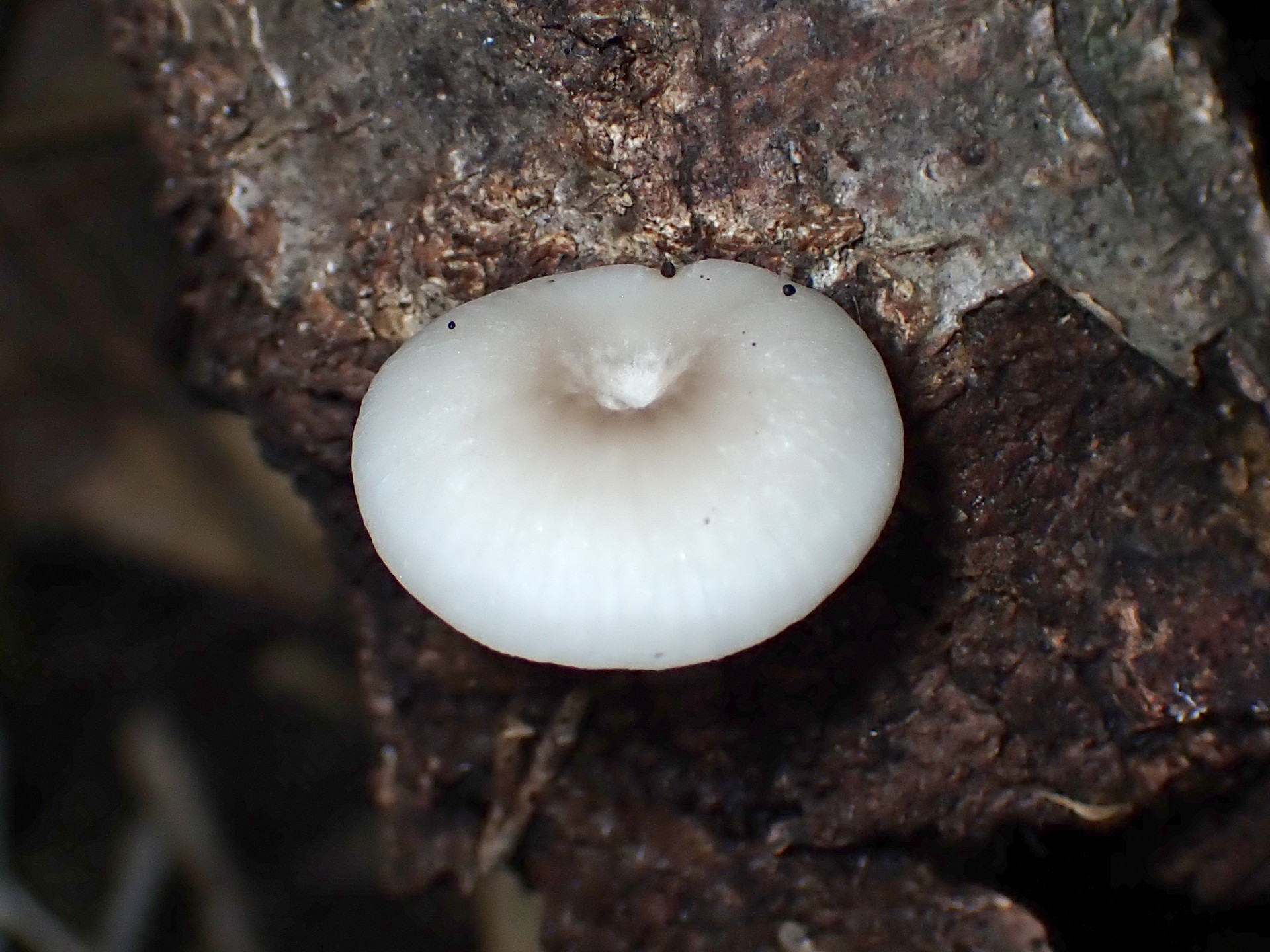 中央が凹の白いきのこ の高画質写真です。横浜市で、2024年7月18日に撮影したものです。