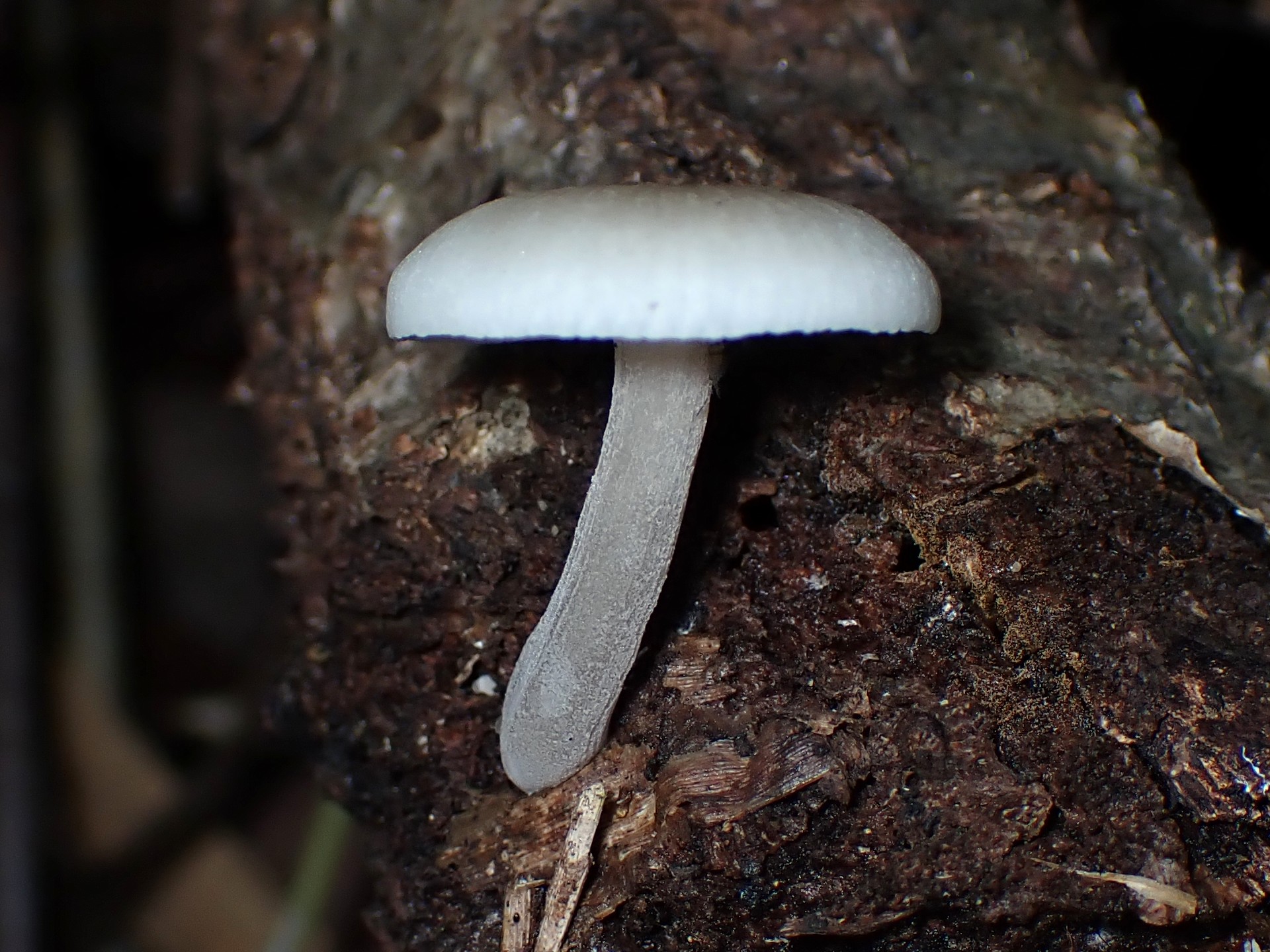 中央が凹の白いきのこ の高画質写真です。横浜市で、2024年7月18日に撮影したものです。
