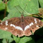 ダイミョウセセリの高画質写真です。横浜市で、2024年7月3日に撮影したものです。