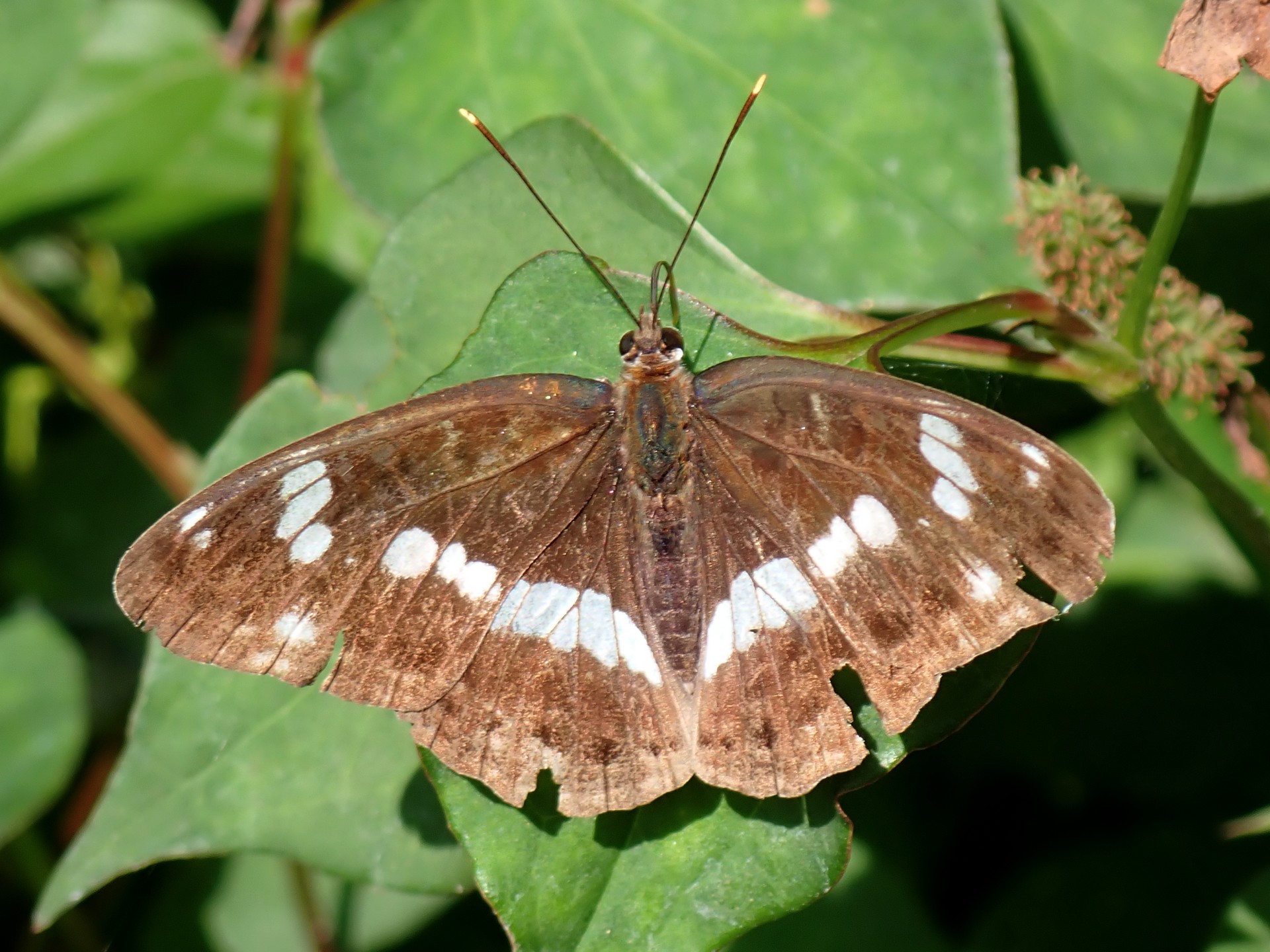 ダイミョウセセリの高画質写真です。横浜市で、2024年7月3日に撮影したものです。