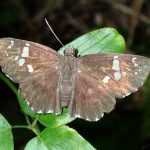 ダイミョウセセリの高画質写真です。横浜市で、2024年7月28日に撮影したものです。