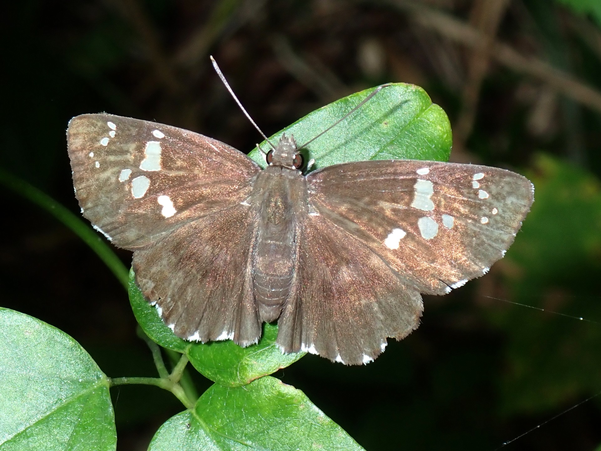 ダイミョウセセリの高画質写真です。横浜市で、2024年7月28日に撮影したものです。
