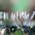 ダテコムラサキホコリ の高画質写真です。横浜市で、2024年7月2日に撮影したものです。