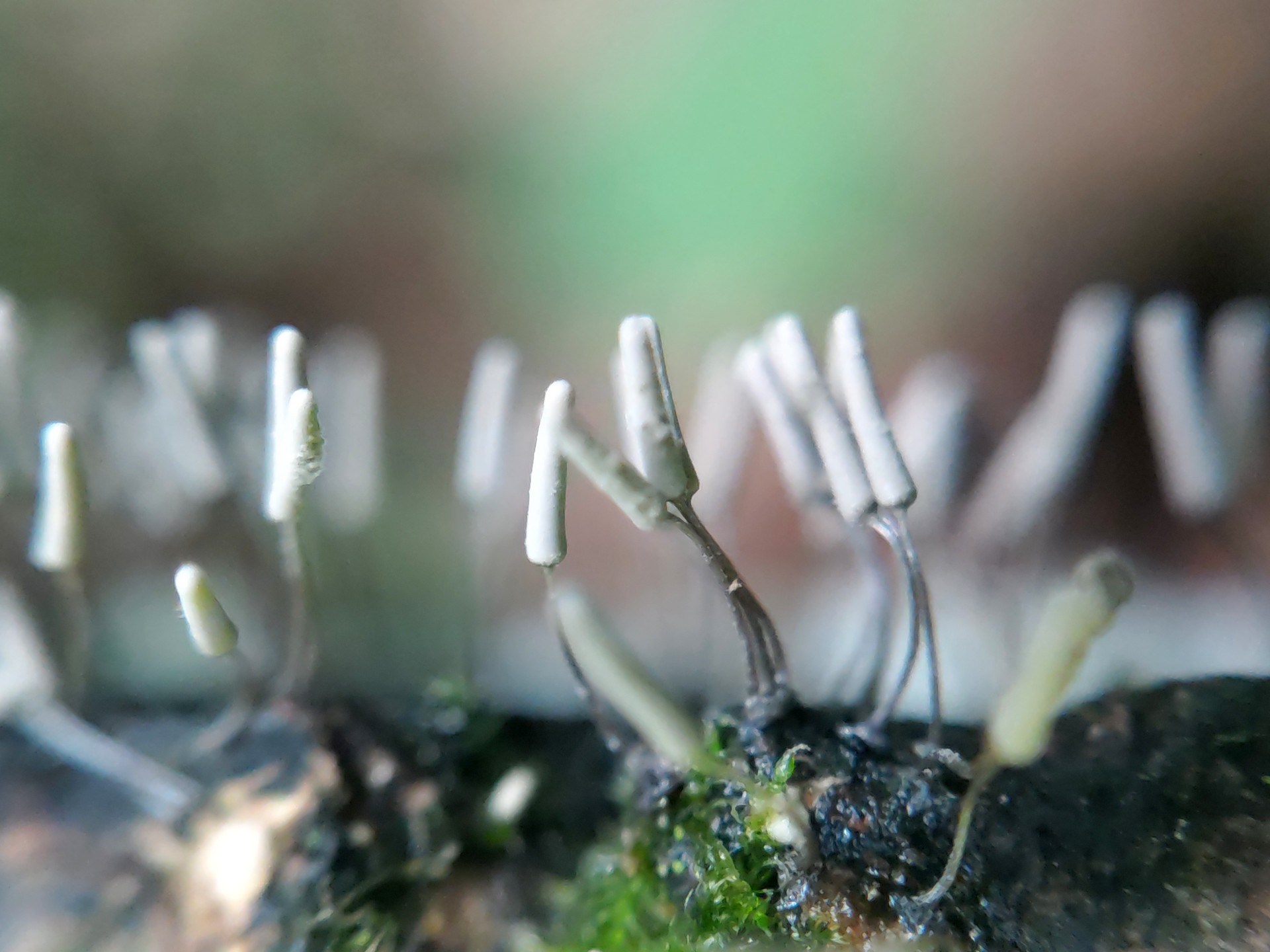 ダテコムラサキホコリ の高画質写真です。横浜市で、2024年7月2日に撮影したものです。