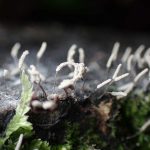 ダテコムラサキホコリ の高画質写真です。横浜市で、2024年7月3日に撮影したものです。