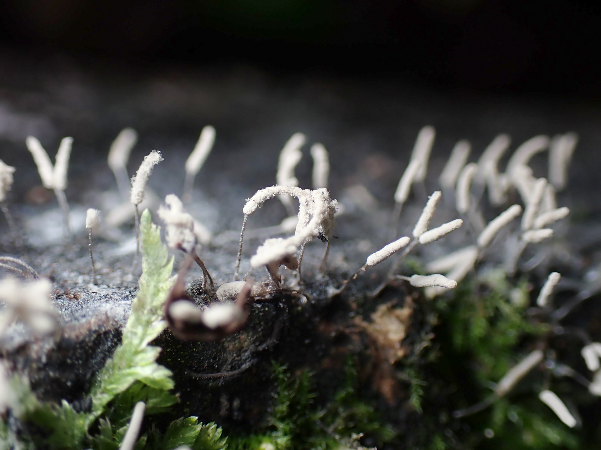 ダテコムラサキホコリ の高画質写真です。横浜市で、2024年7月3日に撮影したものです。