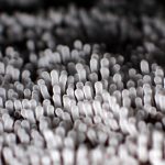 エダナシツノホコリ の高画質写真です。横浜市で、2024年7月7日に撮影したものです。