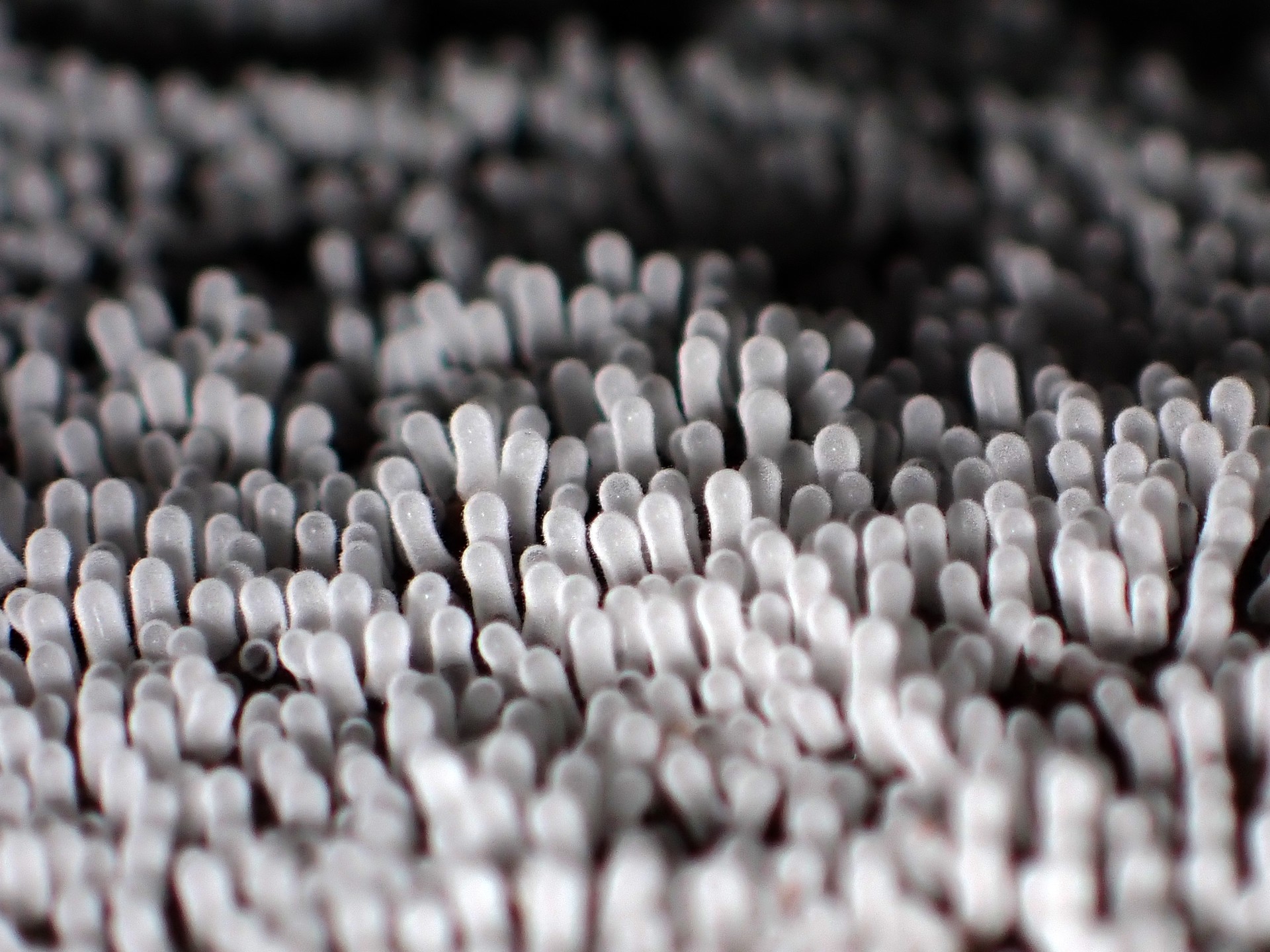 エダナシツノホコリ の高画質写真です。横浜市で、2024年7月7日に撮影したものです。