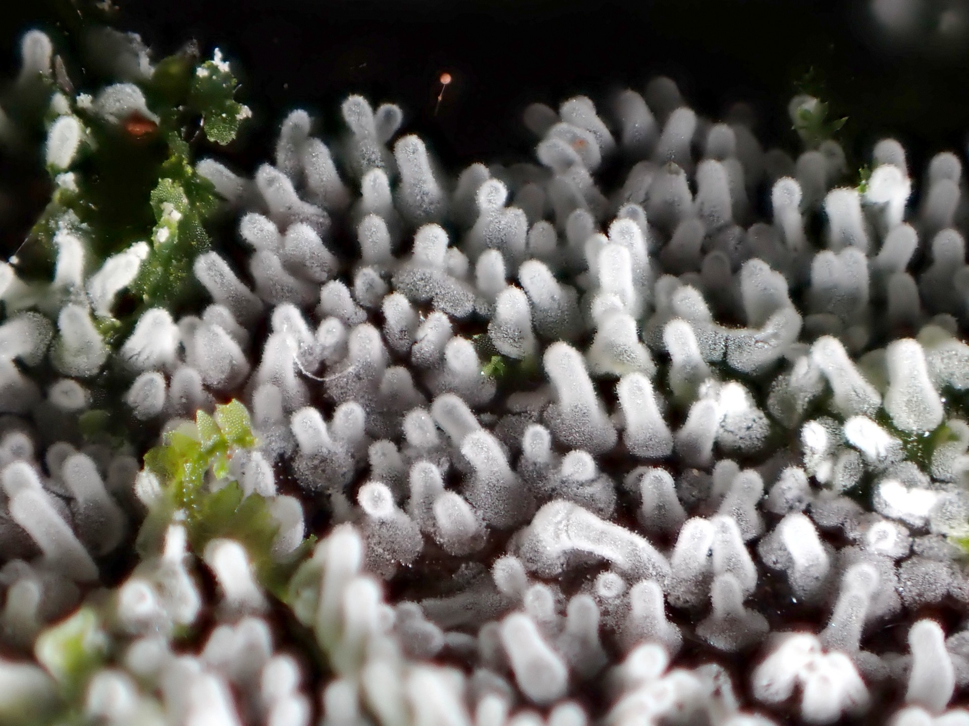 エダナシツノホコリの高画質写真です。横浜市で、2024年7月10日に撮影したものです。