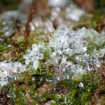 エダナシツノホコリの高画質写真です。横浜市で、2024年7月14日に撮影したものです。