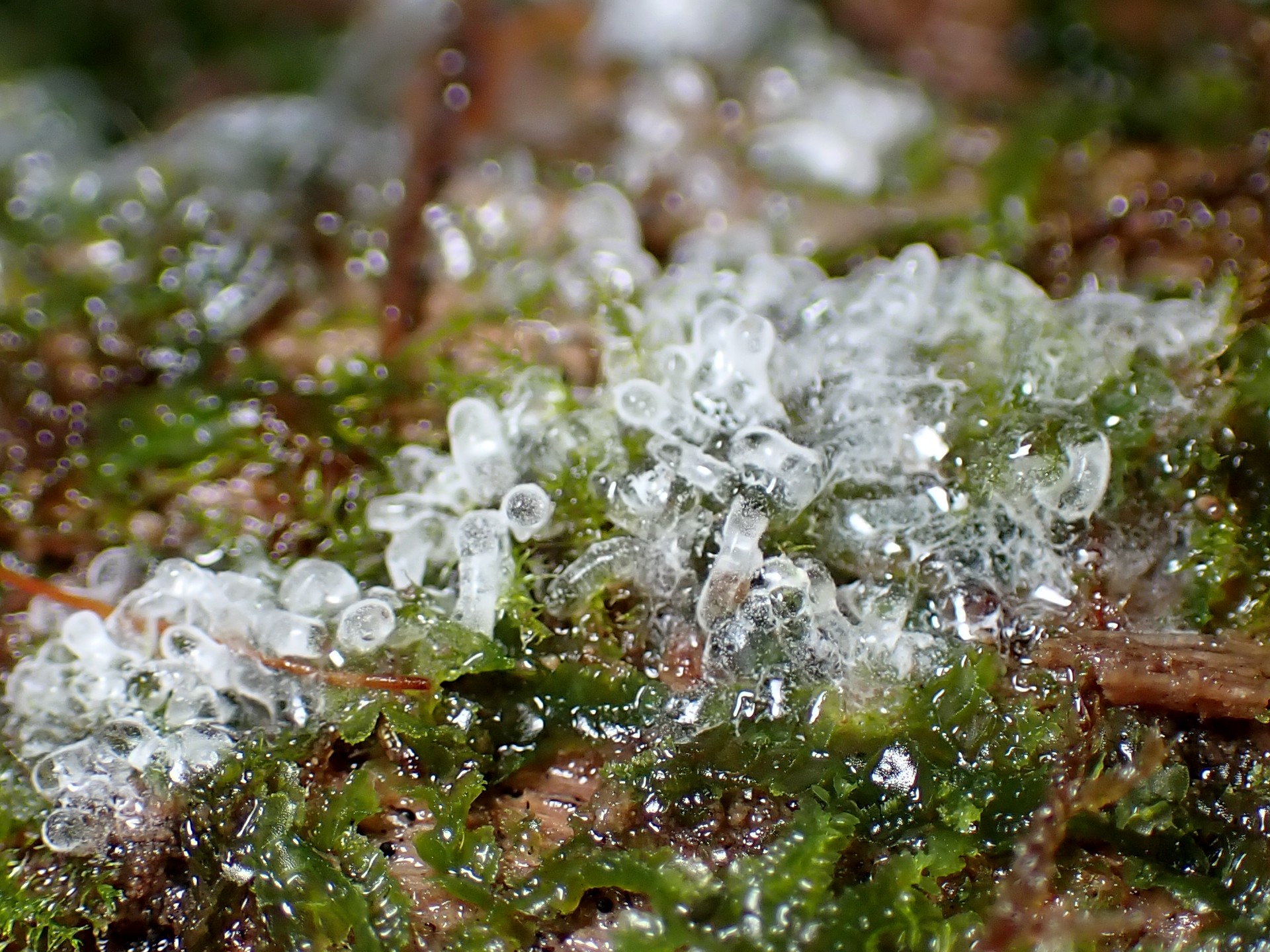 エダナシツノホコリの高画質写真です。横浜市で、2024年7月14日に撮影したものです。