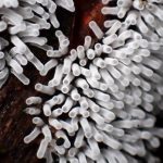 エダナシツノホコリの高画質写真です。横浜市で、2024年7月10日に撮影したものです。