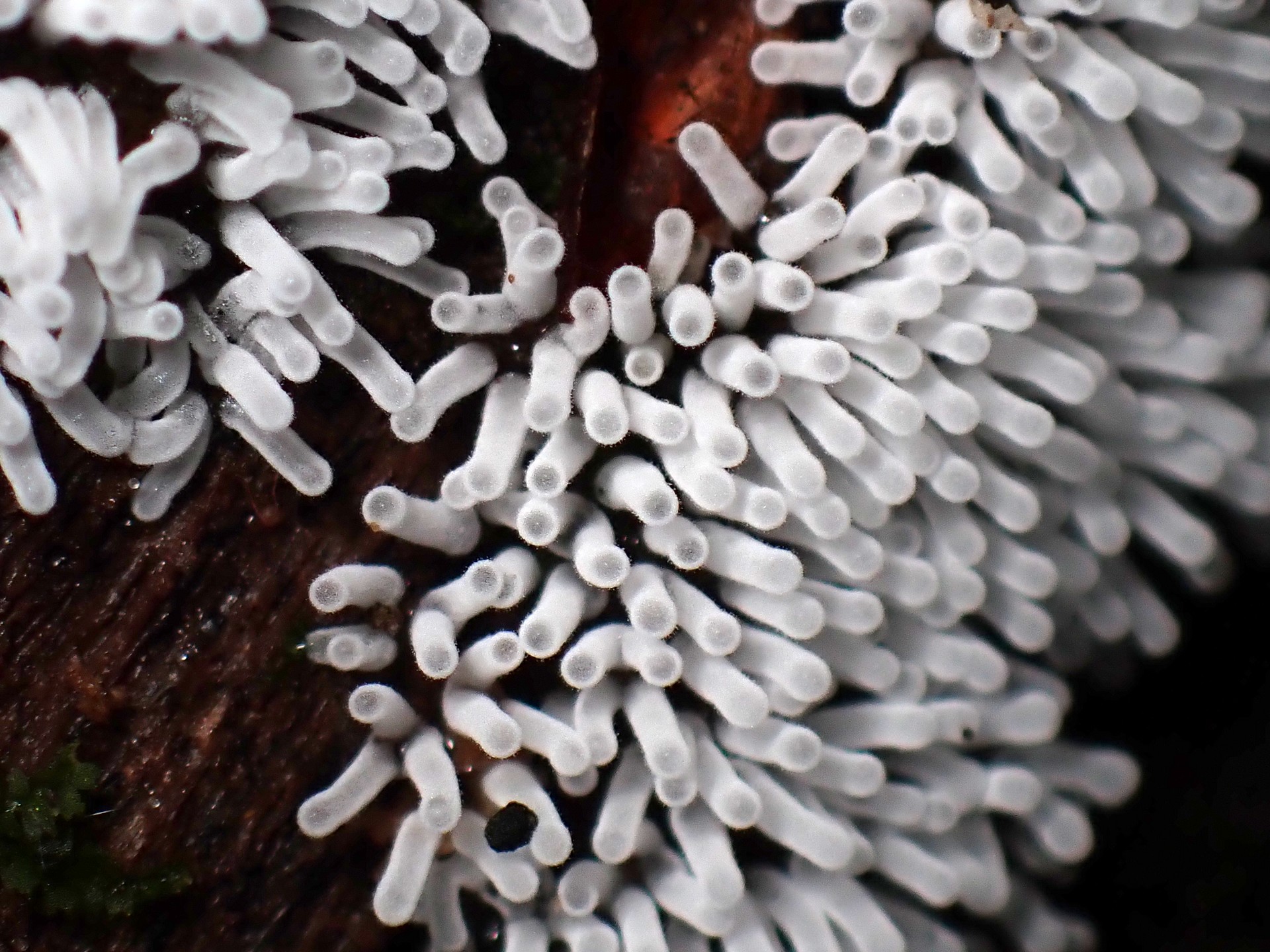 エダナシツノホコリの高画質写真です。横浜市で、2024年7月10日に撮影したものです。