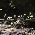 不明菌 エナガウツボホコリ？ の高画質写真です。横浜市で、2024年7月3日に撮影したものです。