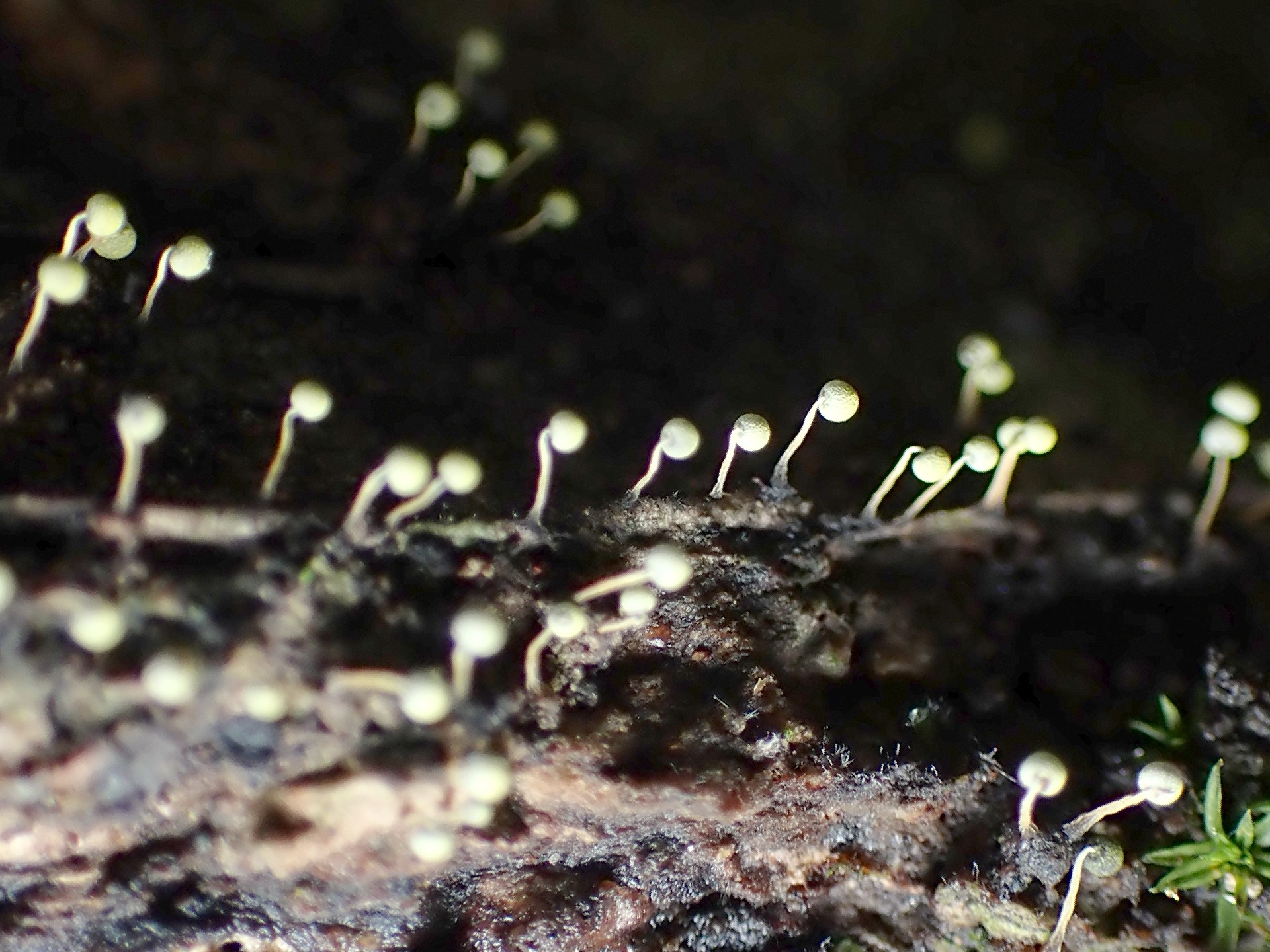 不明菌 エナガウツボホコリ？ の高画質写真です。横浜市で、2024年7月3日に撮影したものです。