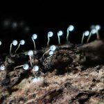 不明菌 エナガウツボホコリ？の高画質写真です。横浜市で、2024年7月10日に撮影したものです。