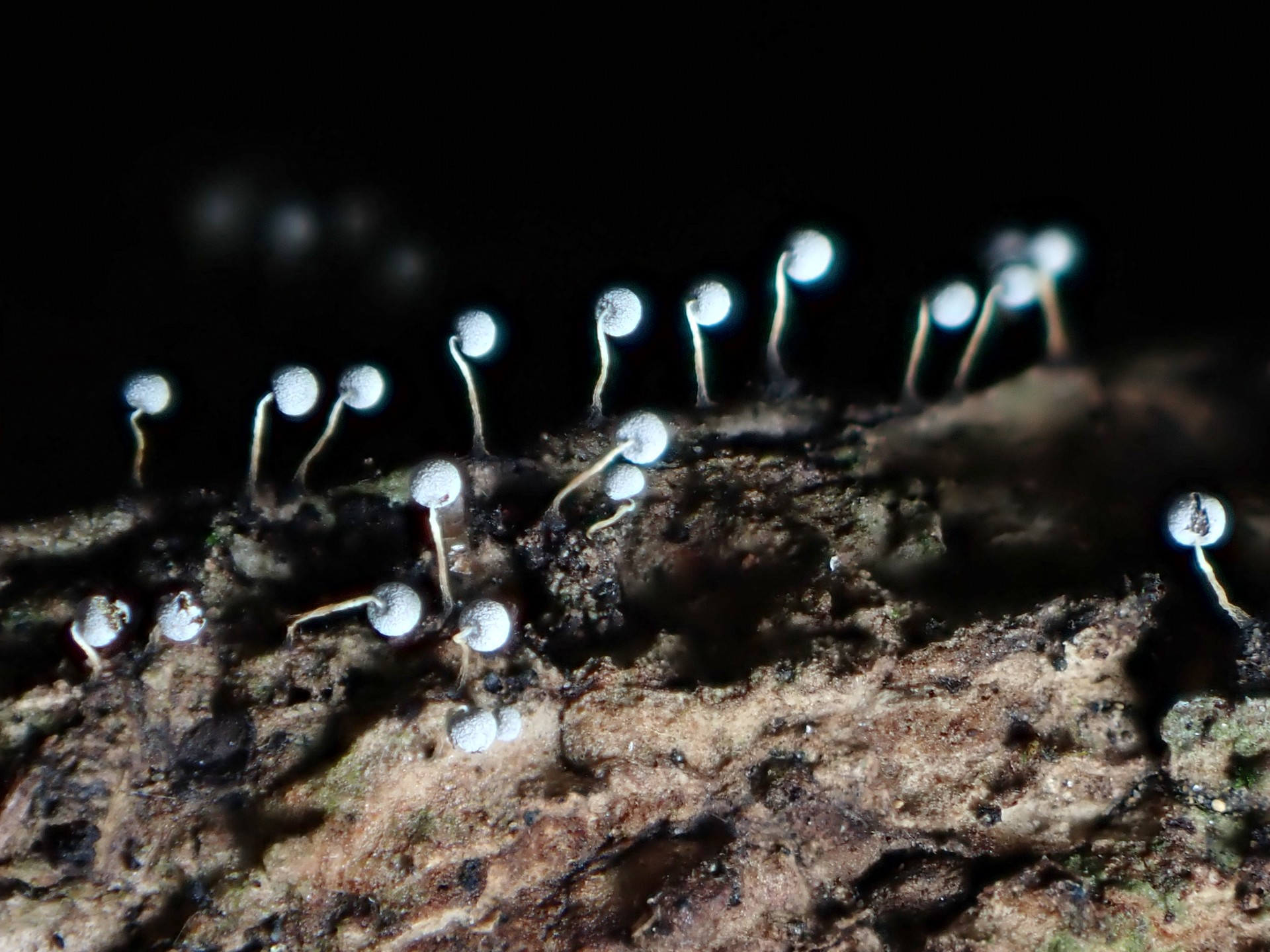 不明菌 エナガウツボホコリ？の高画質写真です。横浜市で、2024年7月10日に撮影したものです。