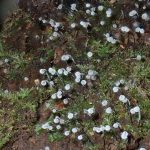 不明菌の高画質写真です。横浜市で、2024年7月10日に撮影したものです。