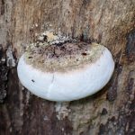 不明菌-サルノコシカケの仲間 の高画質写真です。横浜市で、2024年7月18日に撮影したものです。