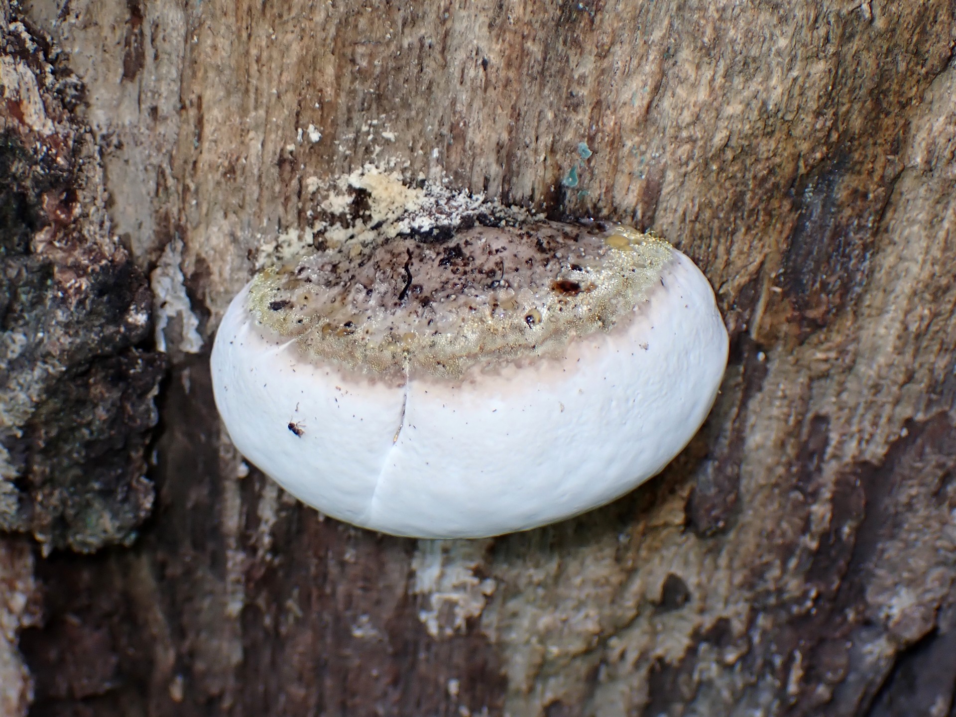 不明菌-サルノコシカケの仲間 の高画質写真です。横浜市で、2024年7月18日に撮影したものです。