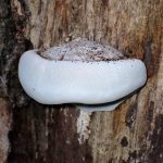 不明菌-サルノコシカケの仲間 の高画質写真です。横浜市で、2024年7月26日に撮影したものです。