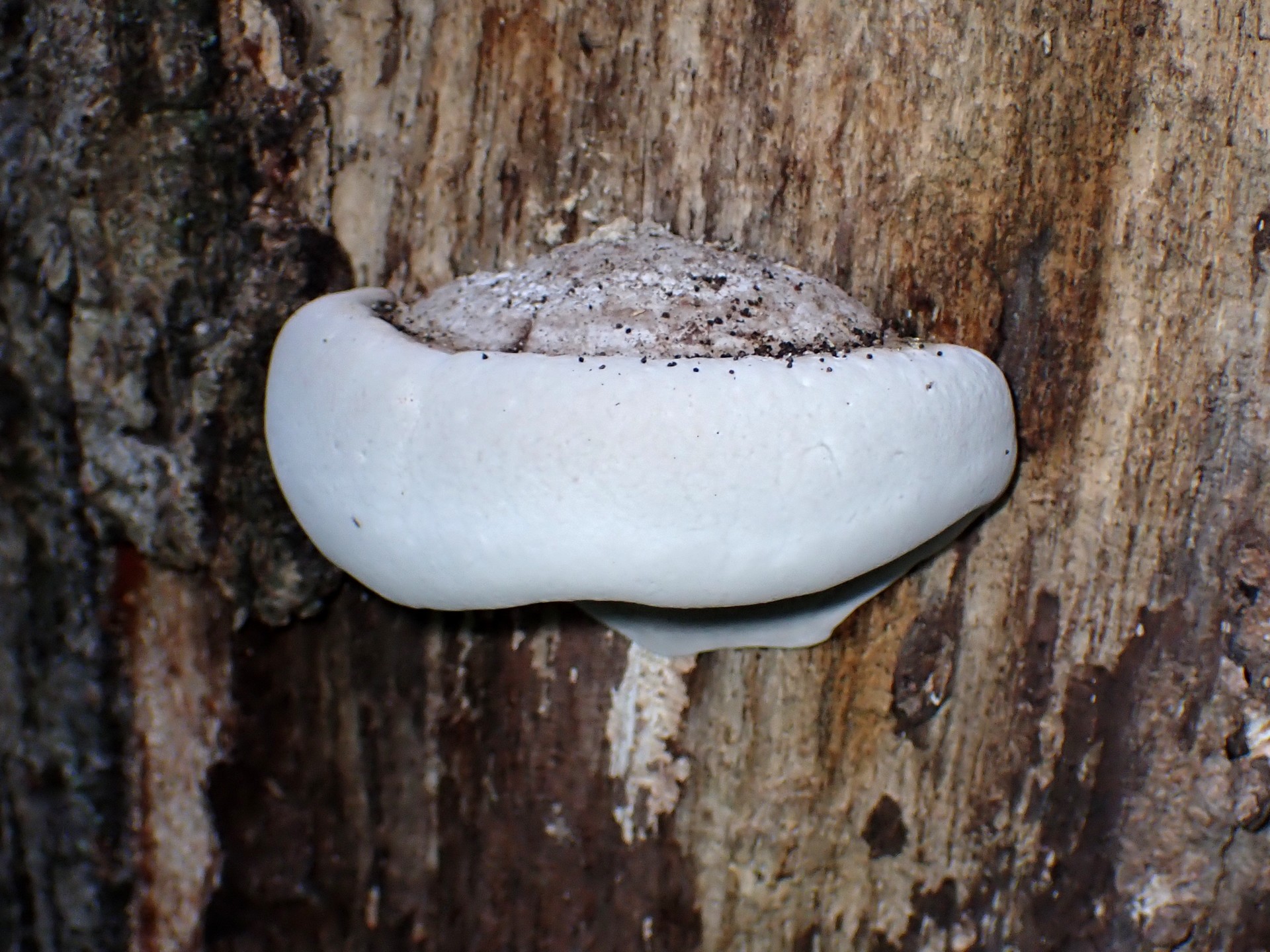 不明菌-サルノコシカケの仲間 の高画質写真です。横浜市で、2024年7月26日に撮影したものです。