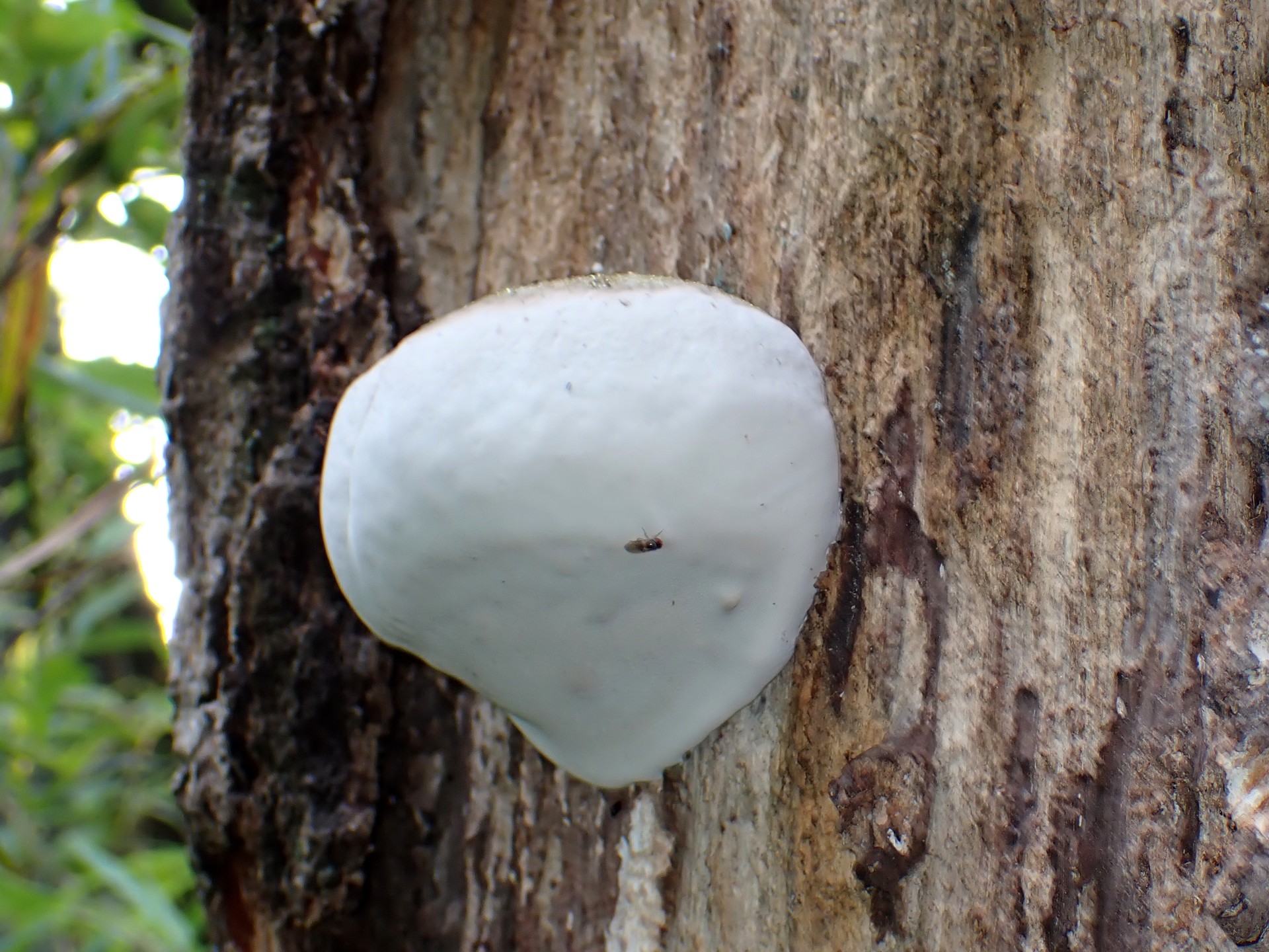 不明菌-サルノコシカケの仲間 の高画質写真です。横浜市で、2024年7月18日に撮影したものです。