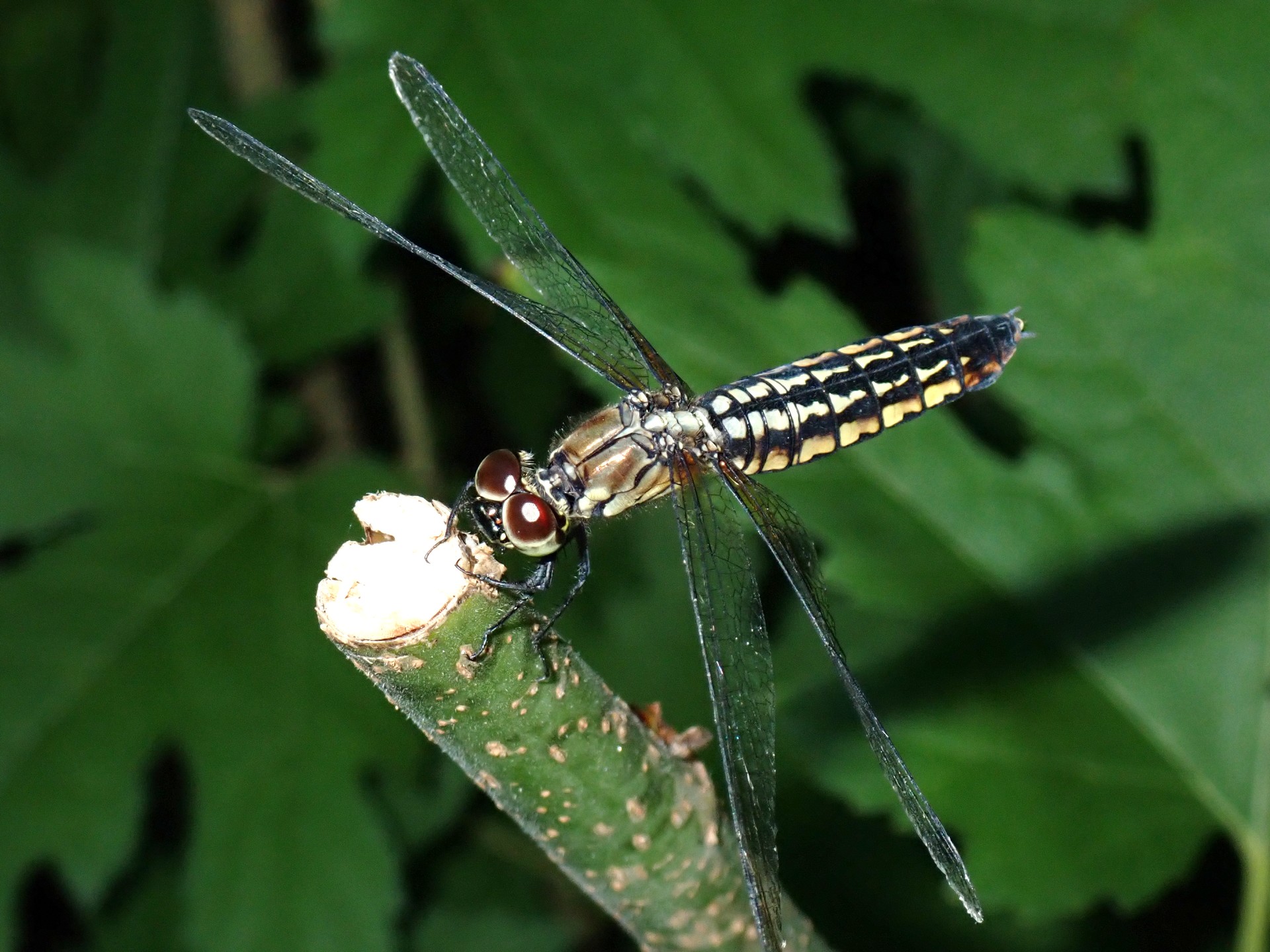 ハラビロトンボ の高画質写真です。横浜市で、2024年7月4日に撮影したものです。