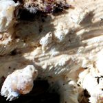 ハリタケの仲間 の写真です。横浜市で、2024年7月3日に撮影したものです。