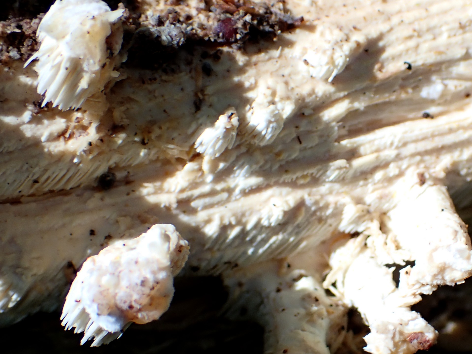 ハリタケの仲間 の写真です。横浜市で、2024年7月3日に撮影したものです。