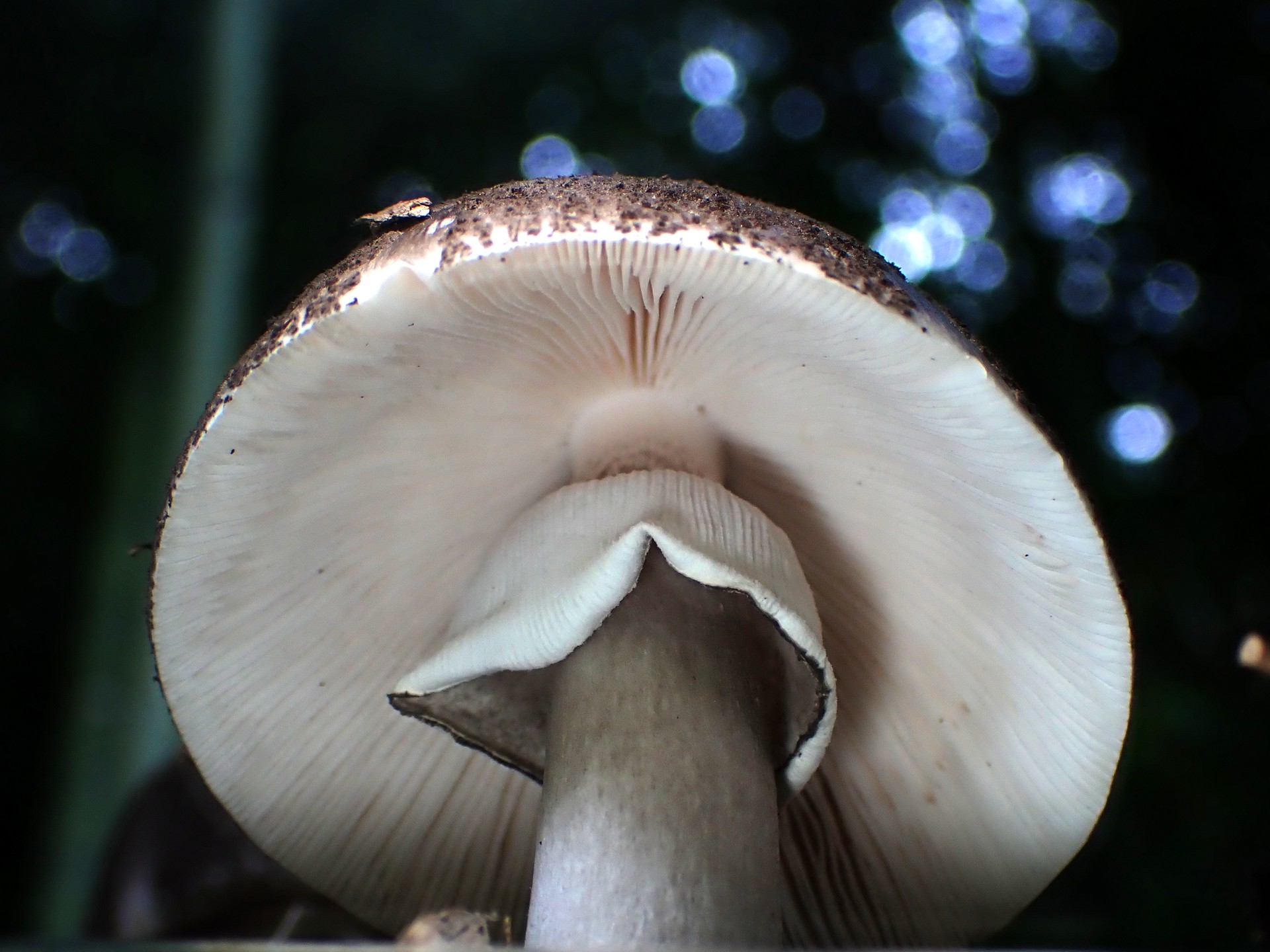 ヘビキノコモドキの高画質写真です。横浜市で、2024年7月5日に撮影したものです。