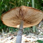 ヘビキノコモドキ の高画質写真です。横浜市で、2024年7月7日に撮影したものです。