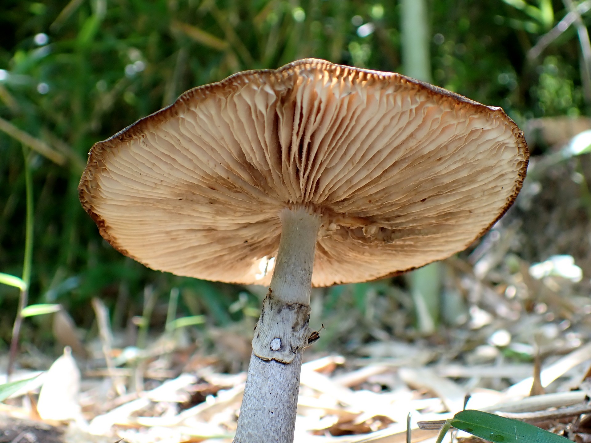 ヘビキノコモドキ の高画質写真です。横浜市で、2024年7月7日に撮影したものです。