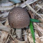 ヘビキノコモドキの高画質写真です。横浜市で、2024年7月5日に撮影したものです。