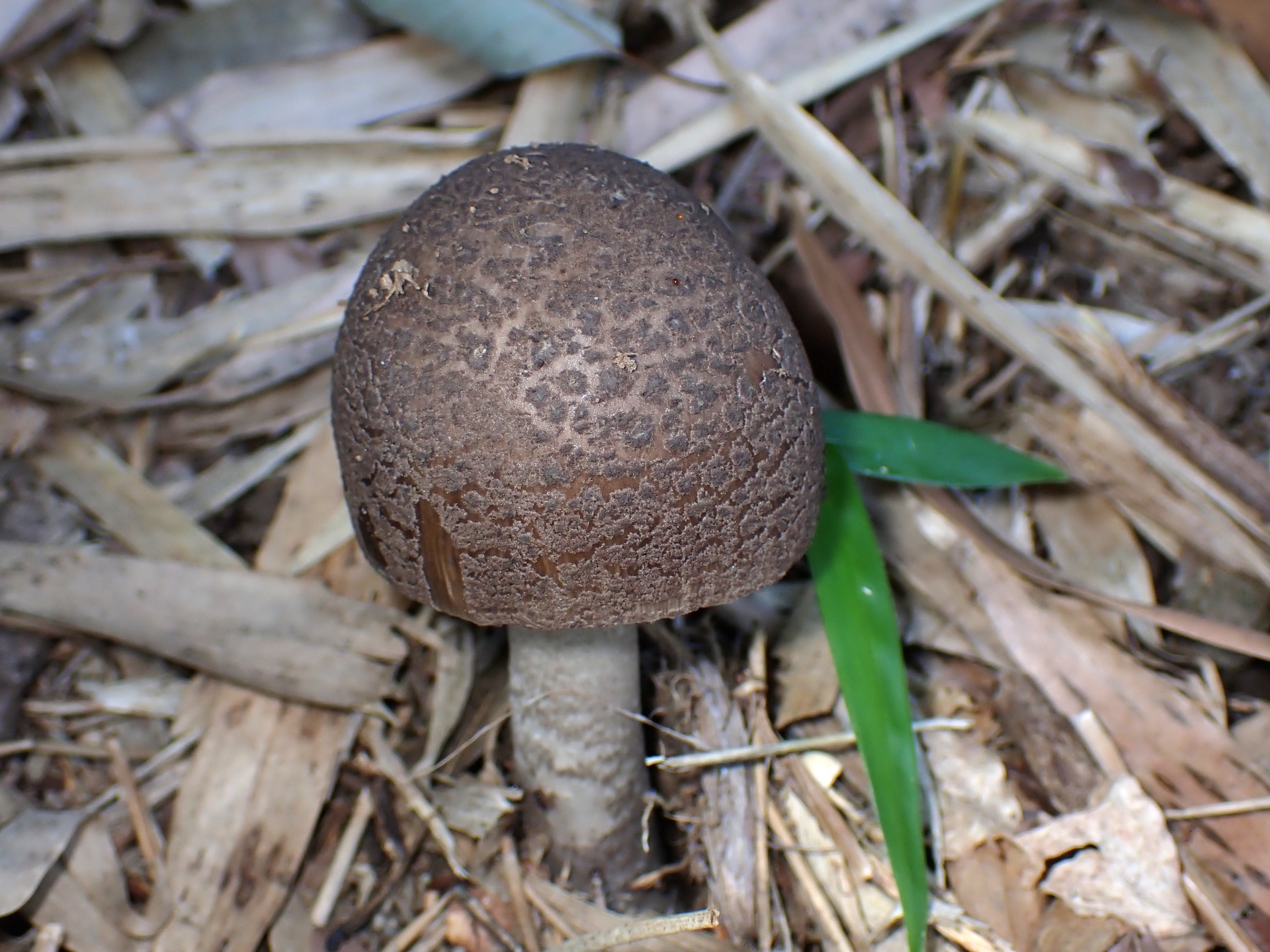 ヘビキノコモドキの高画質写真です。横浜市で、2024年7月5日に撮影したものです。