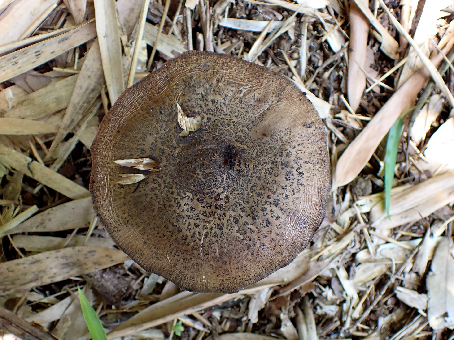 ヘビキノコモドキ の高画質写真です。横浜市で、2024年7月7日に撮影したものです。