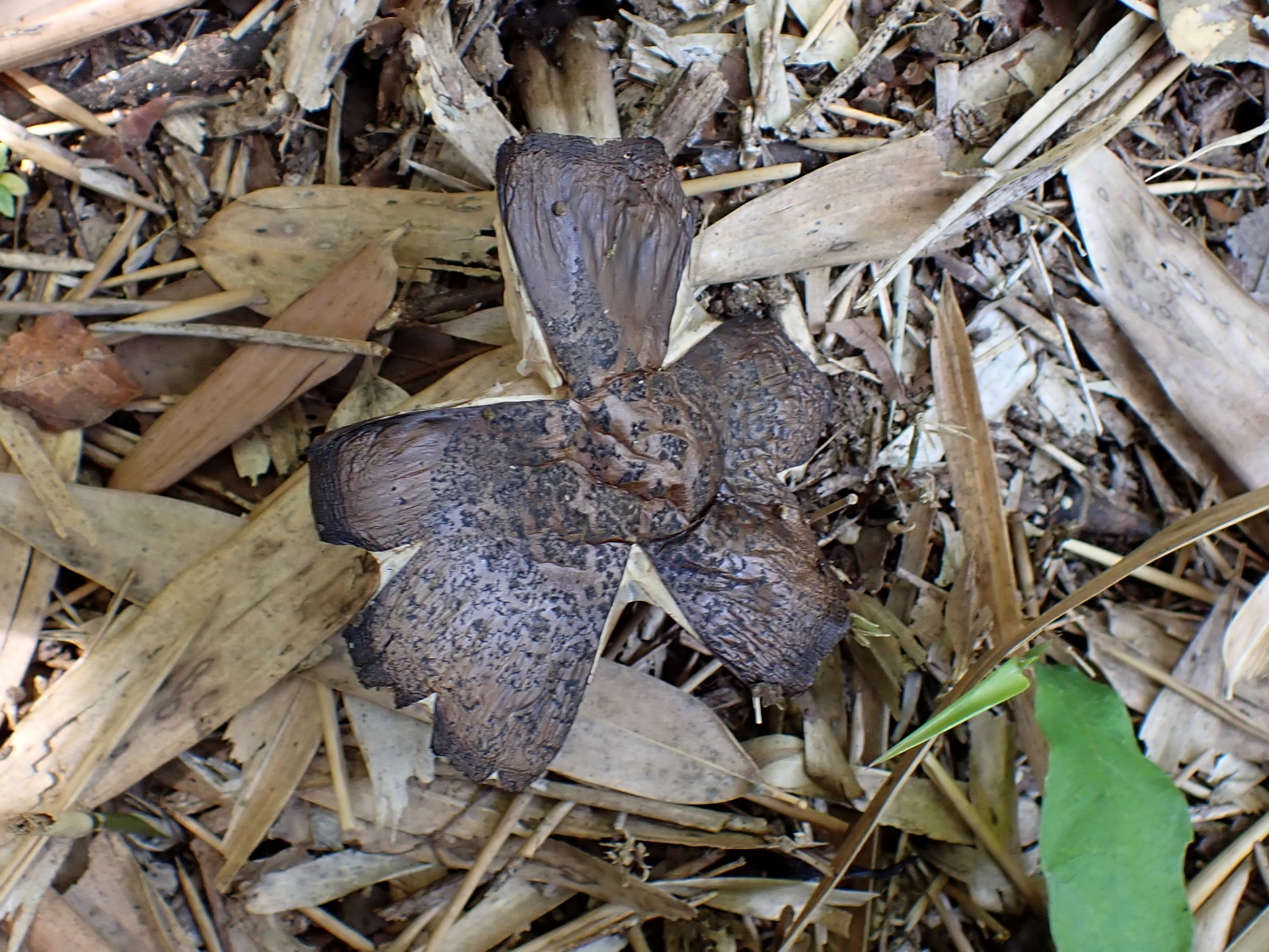 ヘビキノコモドキ の高画質写真です。横浜市で、2024年7月7日に撮影したものです。