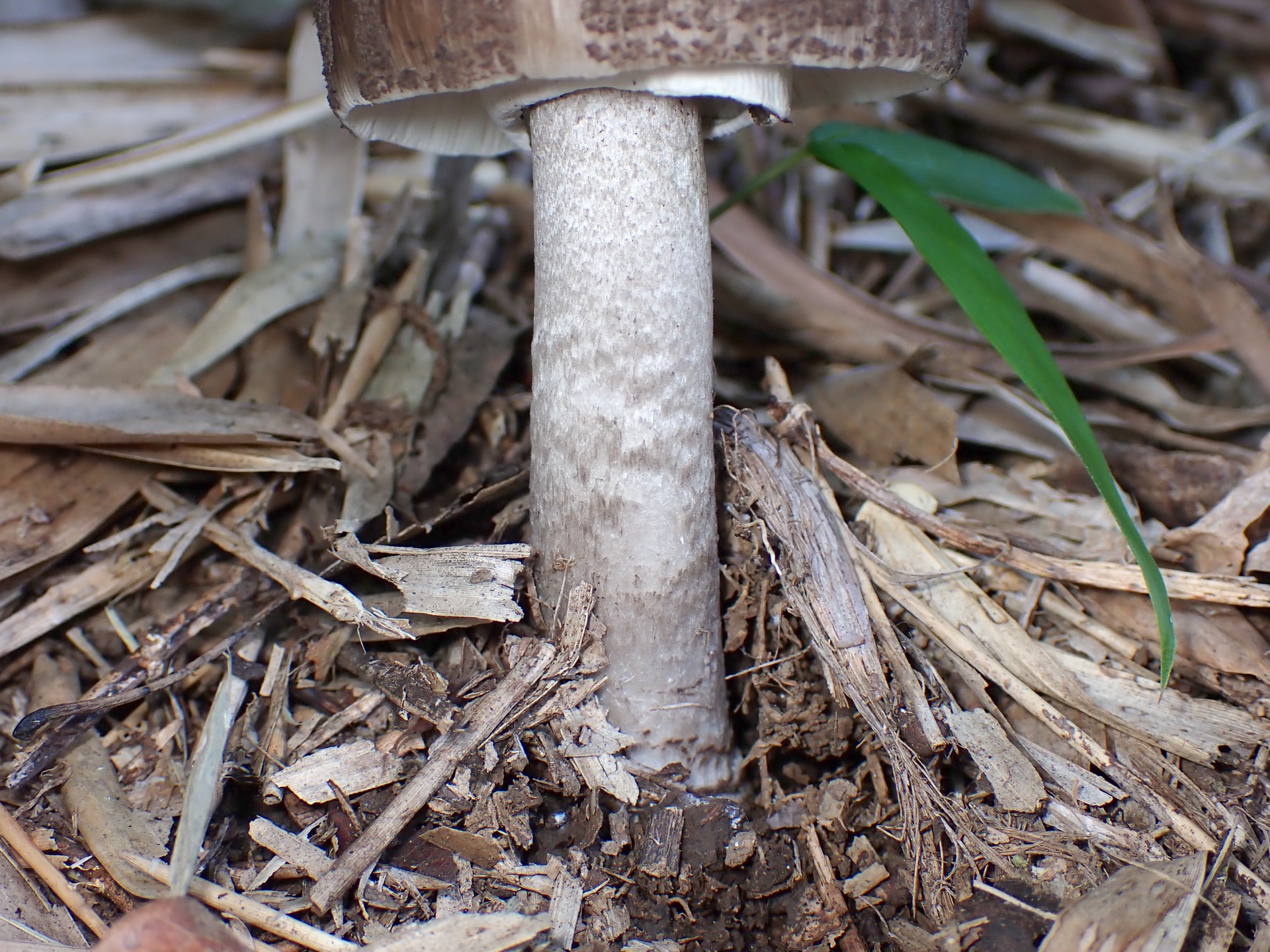 ヘビキノコモドキの高画質写真です。横浜市で、2024年7月5日に撮影したものです。