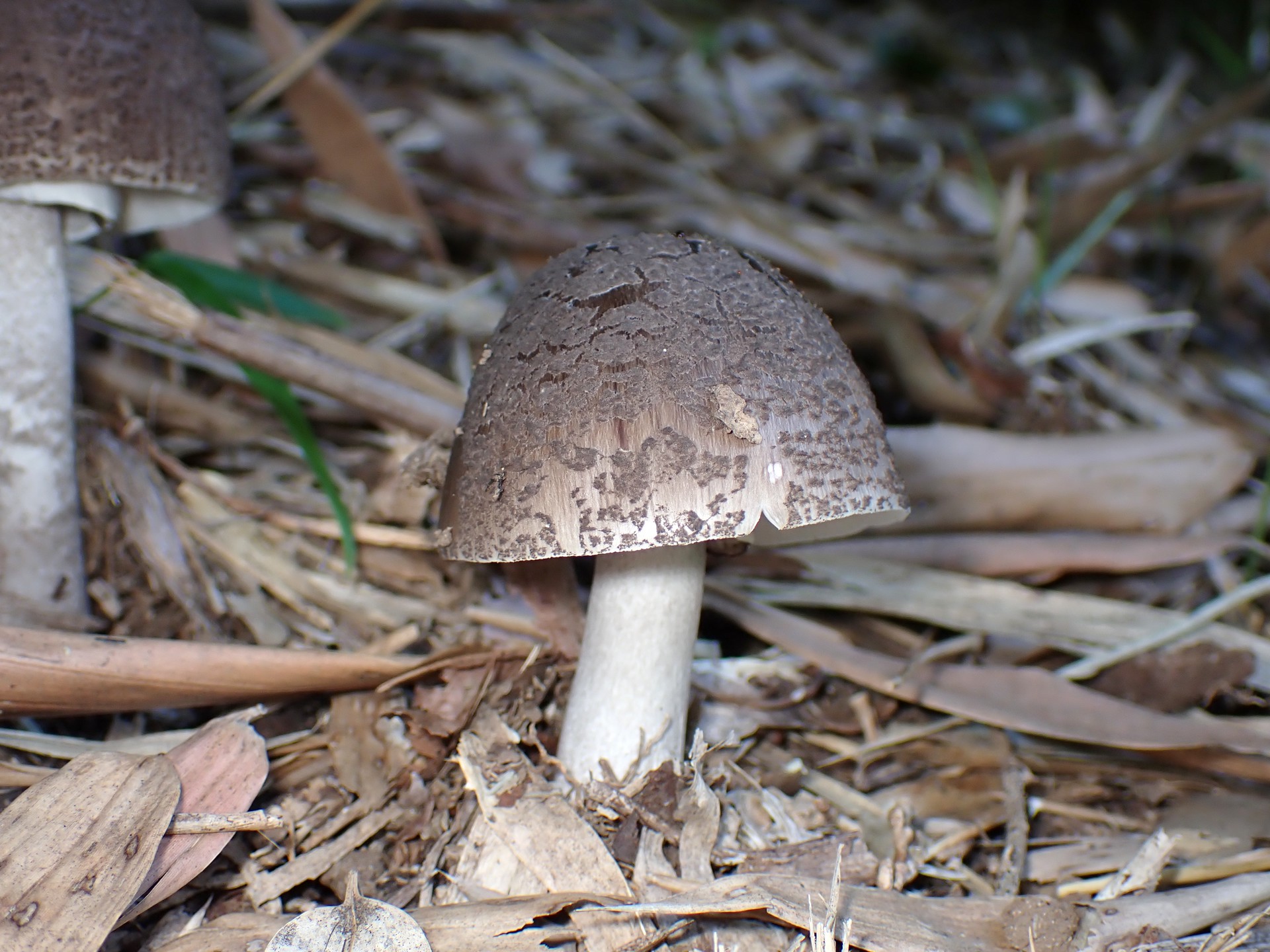 ヘビキノコモドキの高画質写真です。横浜市で、2024年7月5日に撮影したものです。