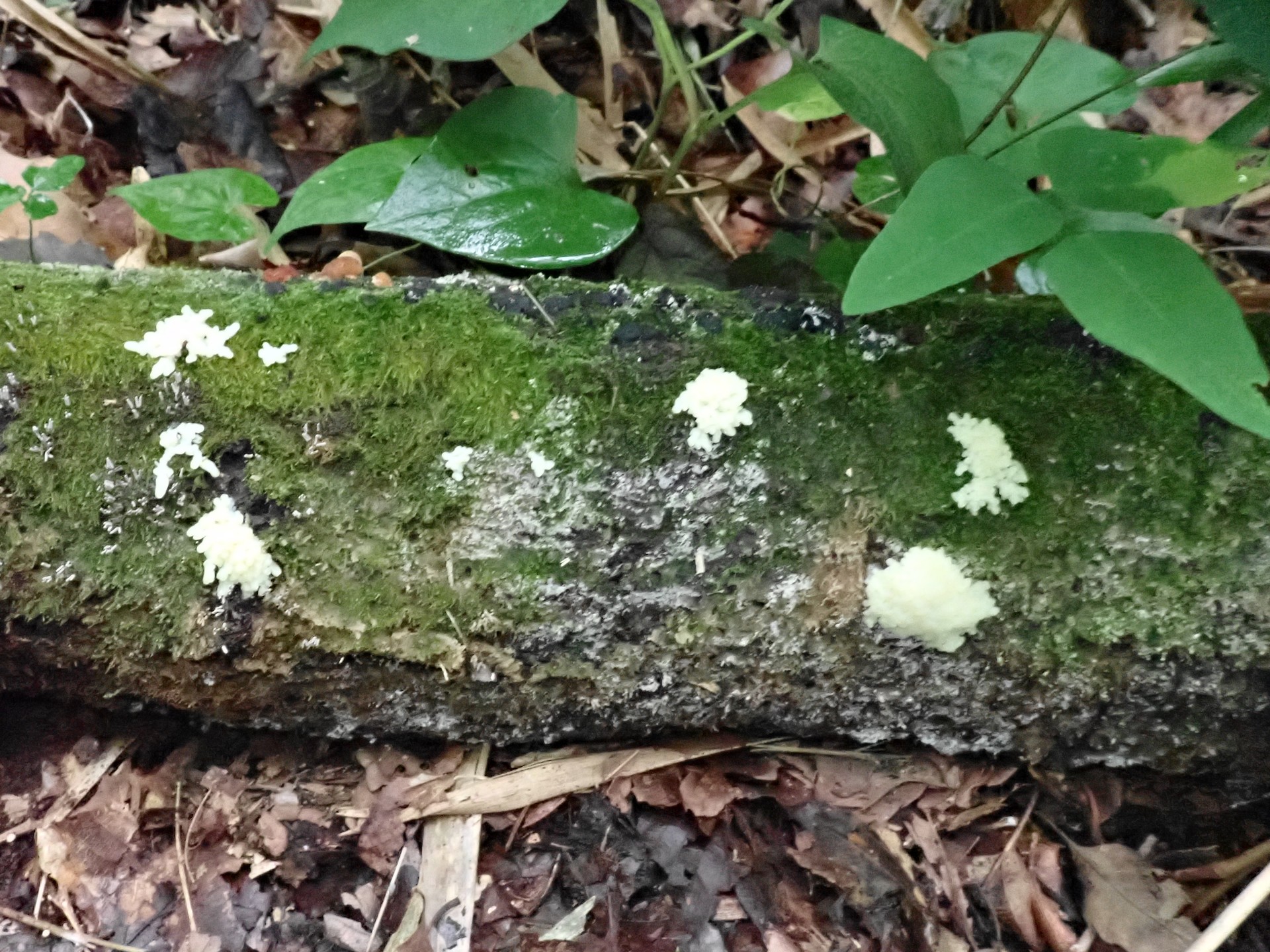 粘菌-淡黄色の変形体 の高画質写真です。横浜市で、2024年7月15日に撮影したものです。