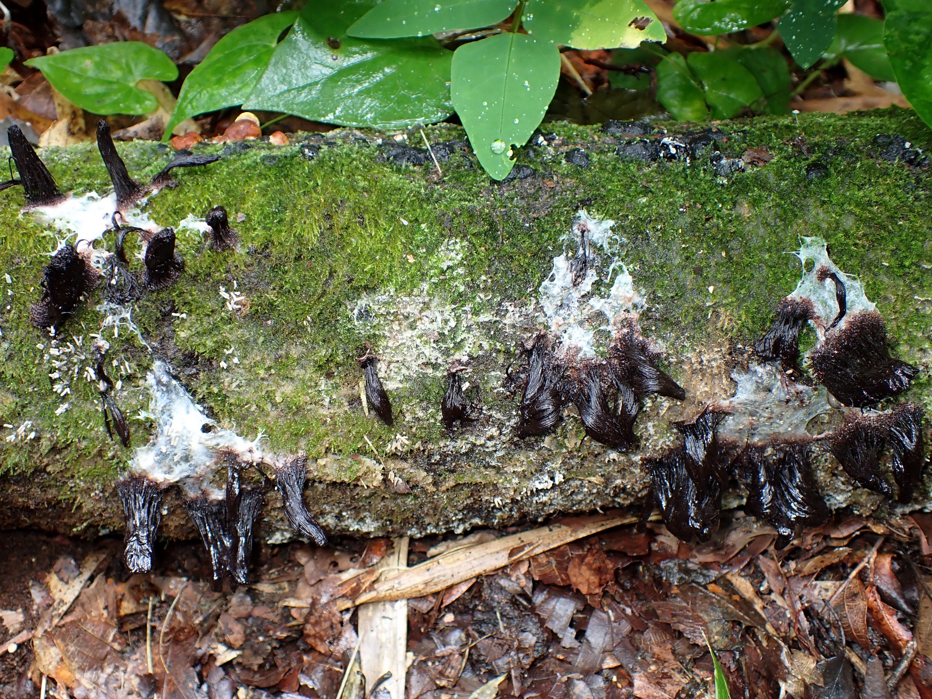 粘菌-淡黄色から黒に変化した変形体 の高画質写真です。横浜市で、2024年7月16日に撮影したものです。