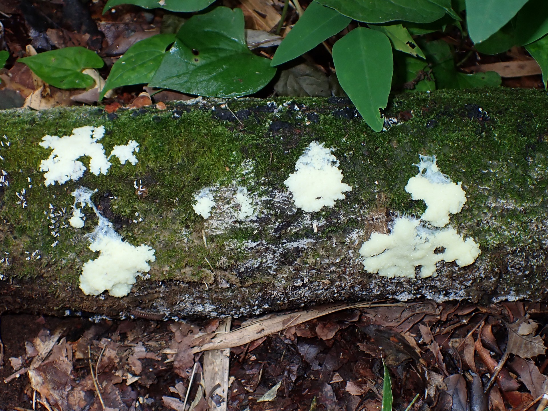 粘菌-淡黄色の変形体 の高画質写真です。横浜市で、2024年7月15日に撮影したものです。