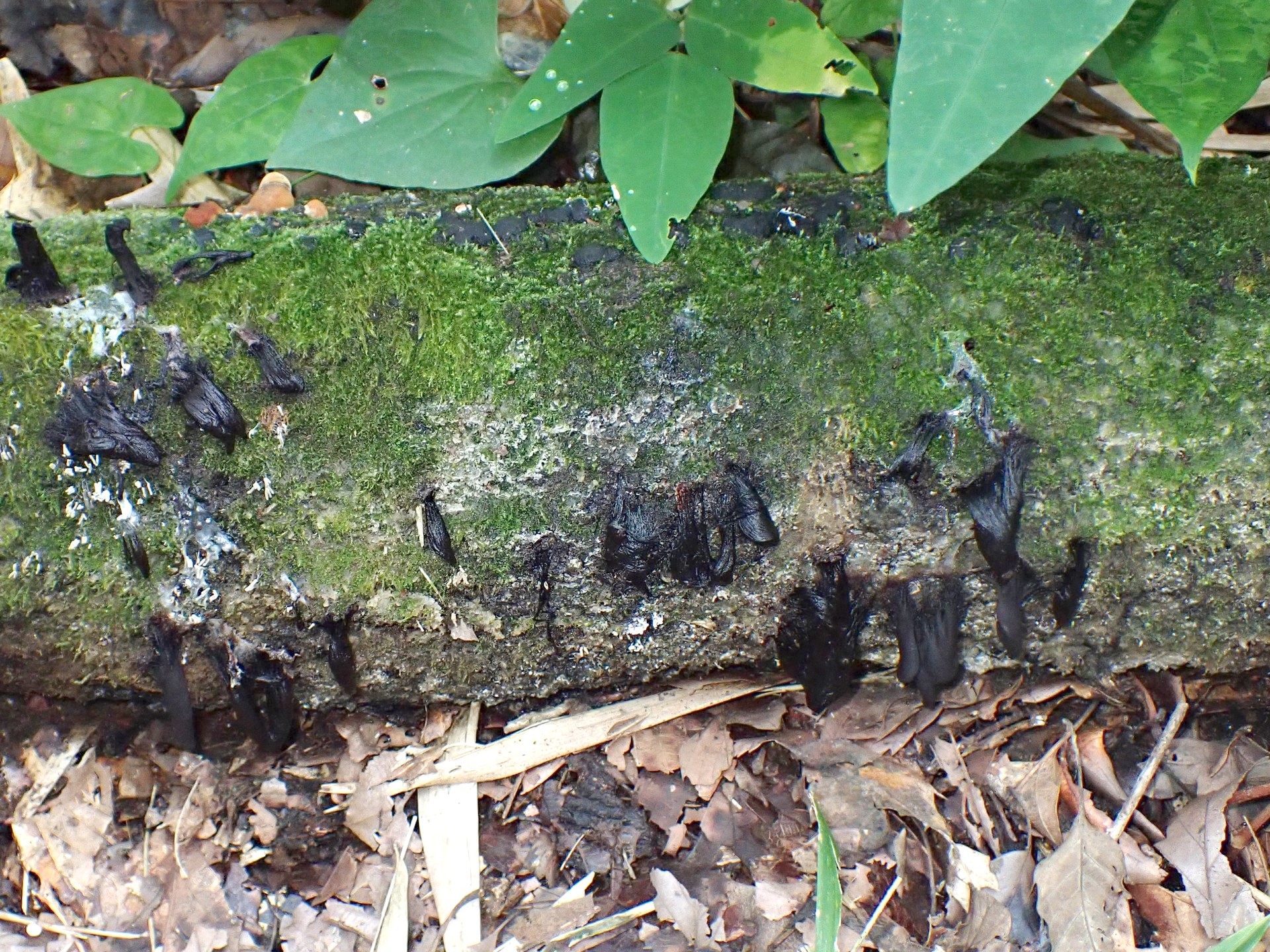 粘菌-淡黄色から黒に変化した変形体 の高画質写真です。横浜市で、2024年7月17日に撮影したものです。