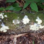 粘菌-淡黄色の変形体 の高画質写真です。横浜市で、2024年7月15日に撮影したものです。